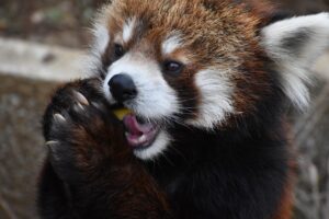 餌を食べるレッサーパンダ