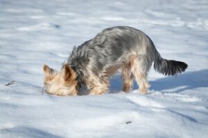 雪を掘る犬