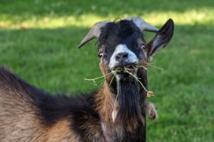 草を食べるヤギ