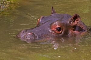 水中から覗くカバ