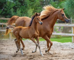 走る２頭の馬