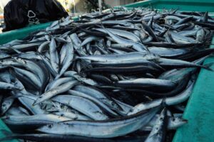 水あげされた秋刀魚