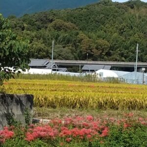 田んぼの写真